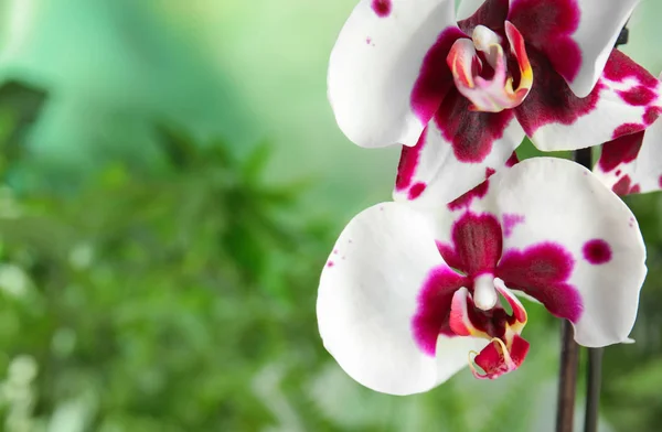 Mooie Tropische Orchidee Bloemen Onscherpe Achtergrond Ruimte Voor Tekst — Stockfoto
