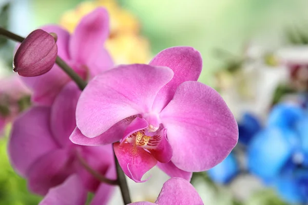 Hermosas Flores Orquídea Tropical Sobre Fondo Borroso Primer Plano —  Fotos de Stock