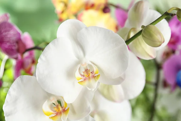 Vacker Tropisk Orkidé Blommor Suddig Bakgrund Närbild — Stockfoto
