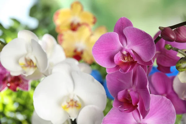 Indah Bunga Anggrek Tropis Pada Latar Belakang Kabur — Stok Foto