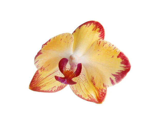 Schöne Tropische Orchideenblume Auf Weißem Hintergrund — Stockfoto