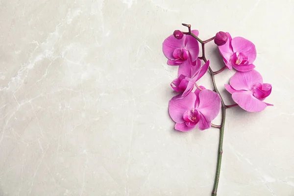 Tak Met Prachtige Tropische Bloemen Van Orchidee Een Lichte Achtergrond — Stockfoto