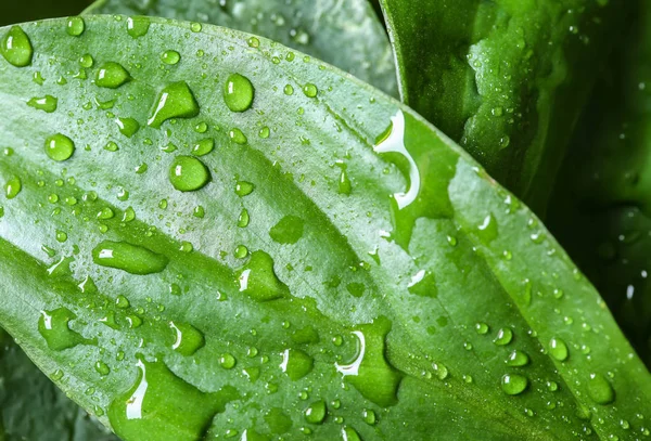 View Water Drops Green Leaf Closeup — Stock Photo, Image
