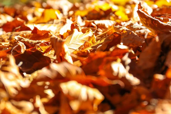 Terreno Coberto Com Folhas Caídas Dia Ensolarado Outono — Fotografia de Stock