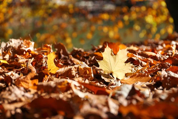 Suelo Cubierto Hojas Caídas Soleado Día Otoño — Foto de Stock