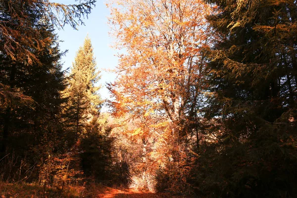 Malerische Landschaft Mit Herbstwald Sonnigen Tagen — Stockfoto