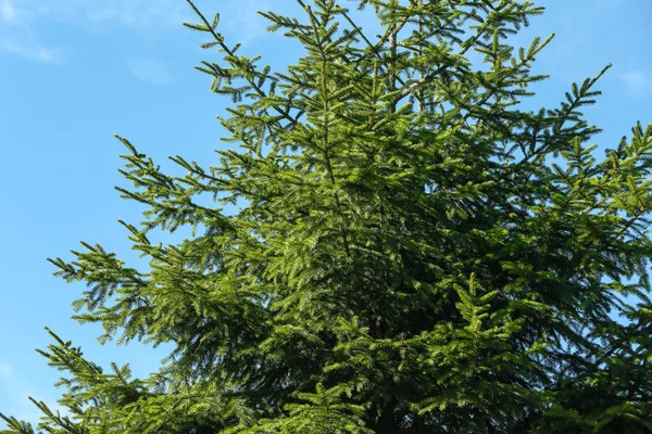Green Fir Tree Blue Sky Background — Stock Photo, Image