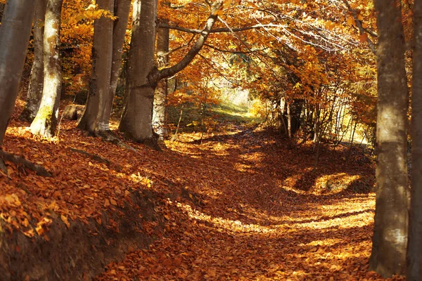 Traumhafte Landschaft Mit Wanderweg Herbstwald Sonnigen Tagen — Stockfoto