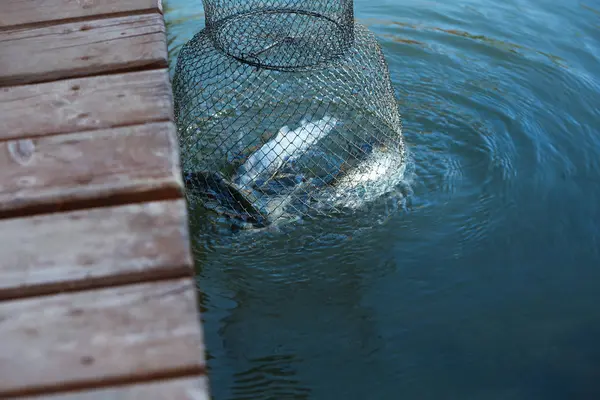 Fischernetz Mit Fischen Aus Teich Ziehen — Stockfoto