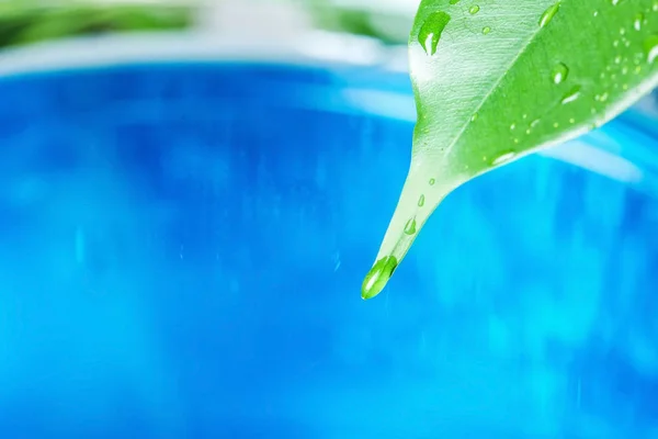 Belle Feuille Verte Avec Des Gouttes Eau Sur Fond Bleu — Photo