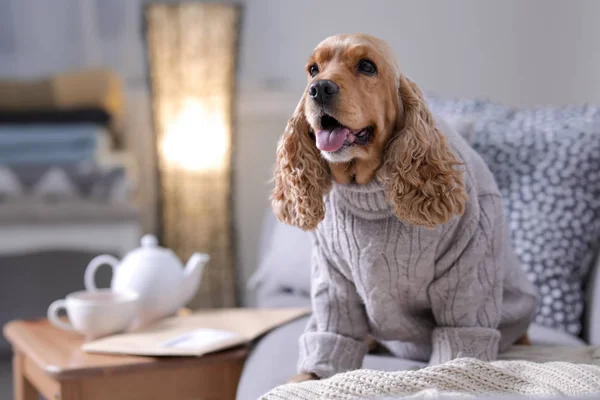 Милая Кокер Спаниель Собака Вязаном Свитере Диване Дома Теплая Уютная — стоковое фото