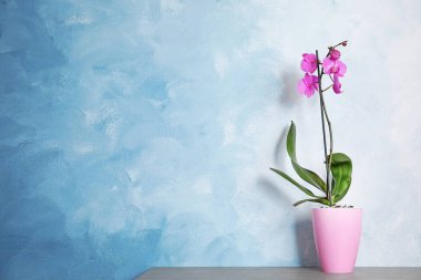 Güzel tropikal orkide çiçek renk duvarının yakınında masada tencerede. Metin için yer