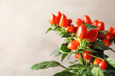 Açık renkli, tatlı biber tesisinde