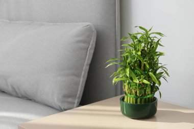 Oturma odasında masada yeşil bambu ile pota. Metin için yer