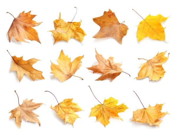 Комплект Осенними Листьями Белом Фоне Осенняя Листва — стоковое фото