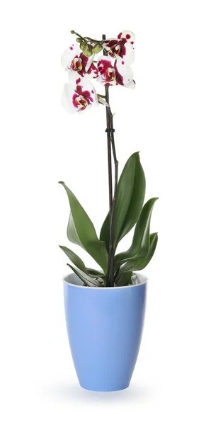 Bela Flor Orquídea Tropical Vaso Fundo Branco — Fotografia de Stock