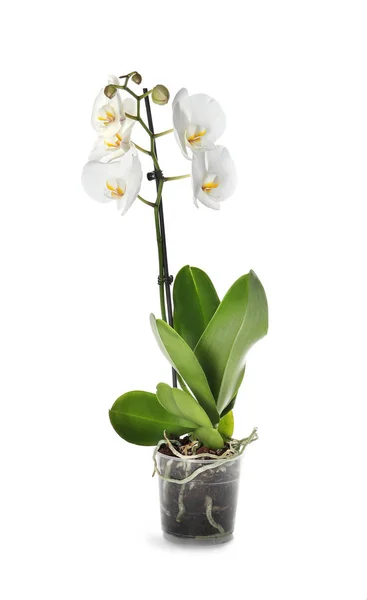 Bela Flor Orquídea Tropical Vaso Fundo Branco — Fotografia de Stock