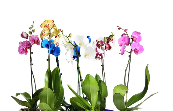 Gyönyörű Trópusi Orchidea Virágok Fehér Háttér — Stock Fotó