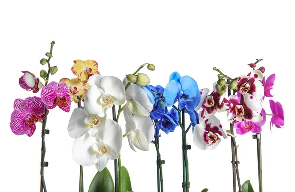 Bellissimi Fiori Orchidea Tropicale Sfondo Bianco — Foto Stock