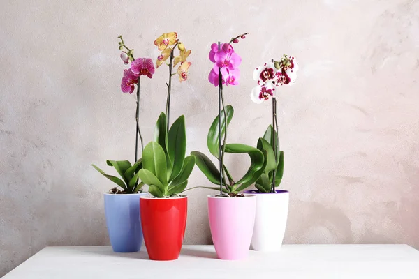 Gyönyörű Trópusi Orchidea Virágok Cserépben Tábla Közelében Színes Fal — Stock Fotó