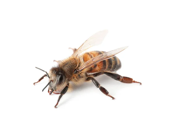 Krásný Včel Bílém Pozadí Domácí Hmyz — Stock fotografie