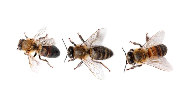 Hermosas Abejas Sobre Fondo Blanco Vista Superior Insectos Domesticados — Foto de Stock