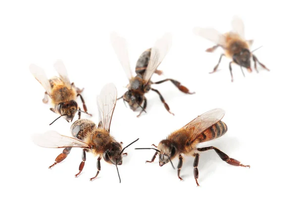 Красивые Пчелы Белом Фоне Одомашненные Насекомые — стоковое фото