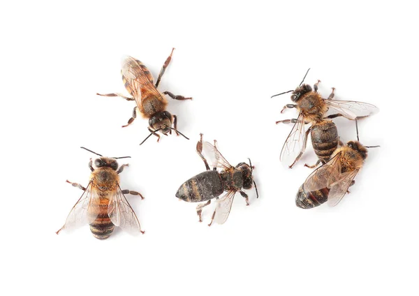 Hermosas Abejas Sobre Fondo Blanco Vista Superior Insectos Domesticados — Foto de Stock