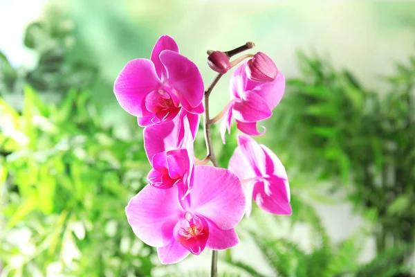 Vacker Tropisk Orkidé Blommor Suddig Bakgrund — Stockfoto