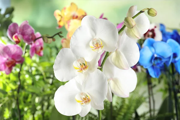 Bellissimi Fiori Orchidea Tropicale Sfondo Sfocato — Foto Stock