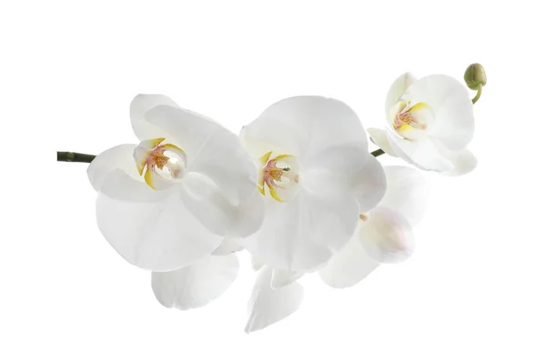 Beyaz Arka Planda Tropikal Orkide Çiçekleri Olan Bir Dal — Stok fotoğraf