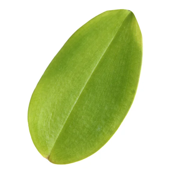 Зелений Лист Орхідеї Білому Тлі Тропічний Завод — стокове фото