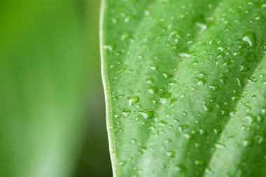 VIEW su yeşil yaprak, closeup bırakır