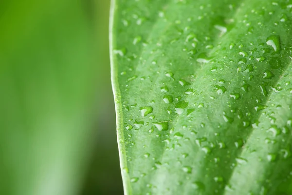 Utsikt Över Vatten Droppar Grönt Blad Närbild — Stockfoto