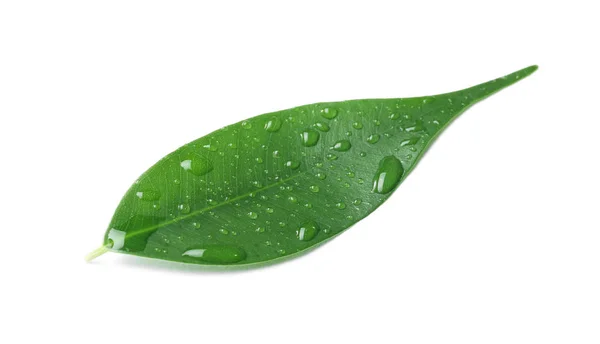 Folha Verde Com Gotas Água Isoladas Branco — Fotografia de Stock