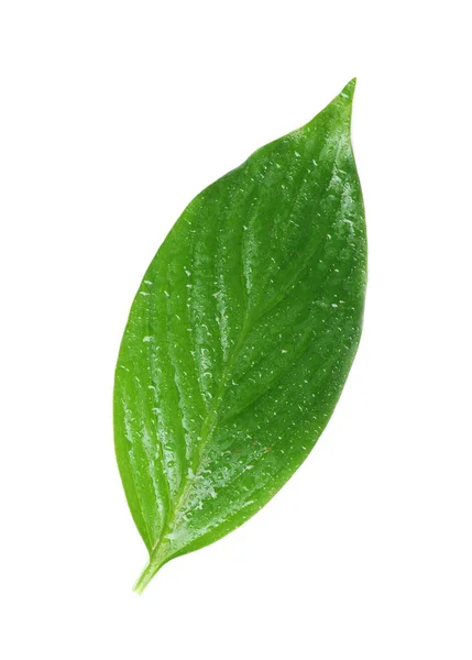 Zelený List Vodou Kapky Izolované Bílém — Stock fotografie