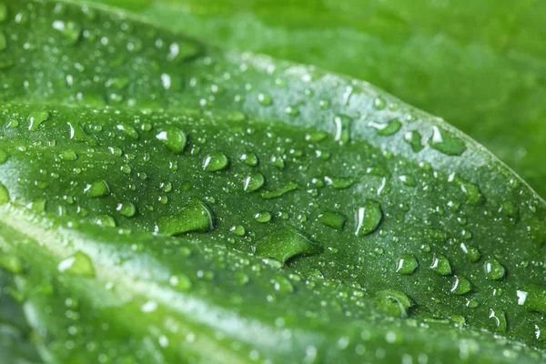 绿叶水滴的宏观视图 — 图库照片