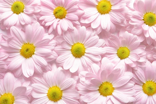 Hermosas Flores Manzanilla Como Fondo Vista Superior — Foto de Stock