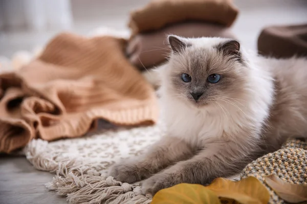 Милая Кошка Лежит Полу Дома Теплая Уютная Зима — стоковое фото