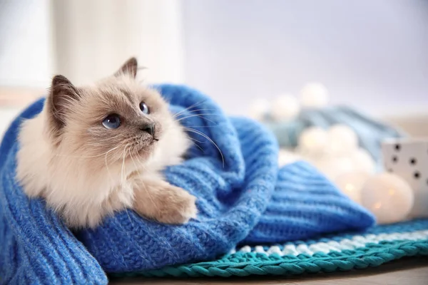 Gato Bonito Envolto Camisola Malha Deitado Chão Casa Inverno Quente — Fotografia de Stock