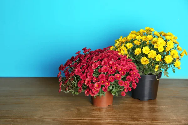 Beautiful potted chrysanthemum flowers on table against color background. Space for text