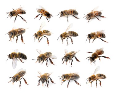 Bal arıları ile beyaz arka plan üzerinde ayarla