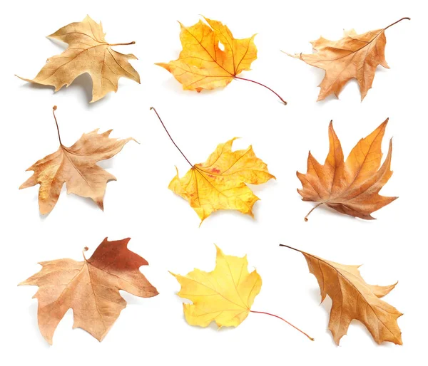 Ensemble Avec Des Feuilles Automne Sur Fond Blanc Feuillage Automne — Photo