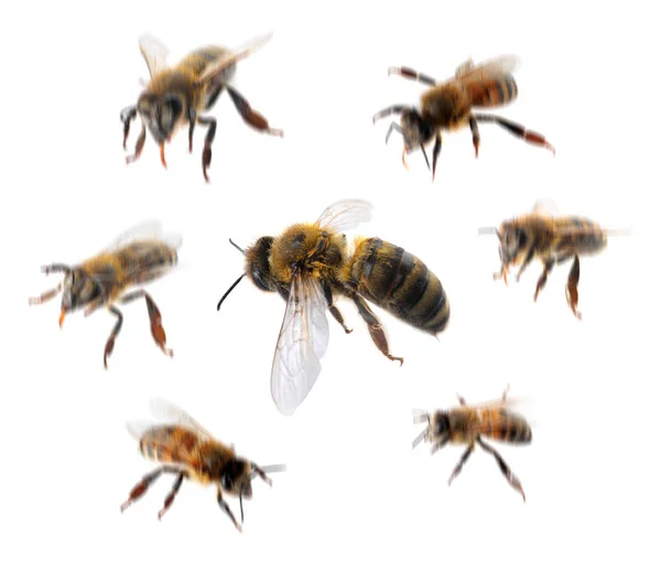 Set Mit Honigbienen Auf Weißem Hintergrund — Stockfoto