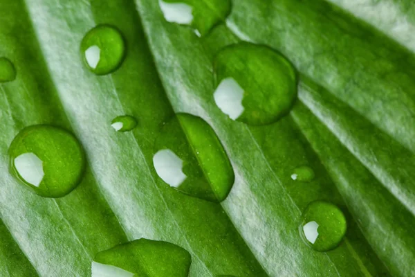 Macro View Water Drops Green Leaf — Stock Photo, Image