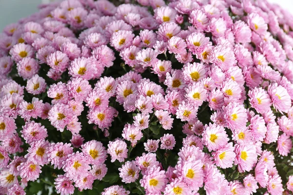 Krásná Kytice Aromatických Chryzantéma Closeup — Stock fotografie
