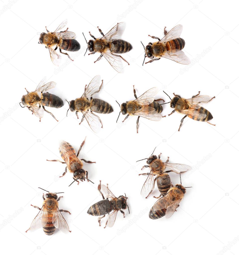 Set with honey bees on white background, top view