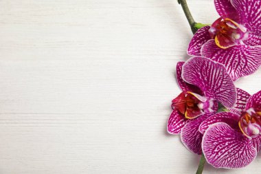 Beyaz ahşap arka plan, üstten görünüm üzerinde güzel tropikal orkide çiçekli dal. Metin için yer