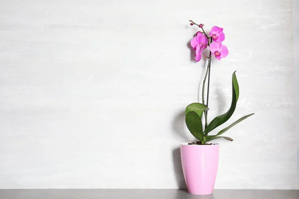 Indah Bunga Anggrek Tropis Dalam Pot Atas Meja Dekat Dinding — Stok Foto