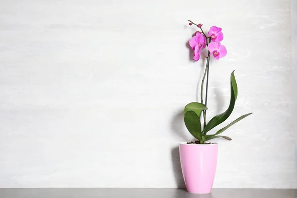 Hermosa Flor Orquídea Tropical Maceta Mesa Cerca Pared Color Espacio — Foto de Stock